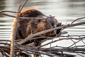One beaver seen on the side of a lake in Yukon, Canada during spring time with branches, stick surrounding while chewing on wood. © Scalia Media