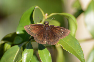 Florida duskywing butterfly (Ephyriades brunnea floridensis) in Key Largo, Florida