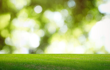 Beautiful lawn with green grass on sunny day. Bokeh effect