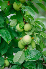 Unripe green apples on the branches of trees in the orchard, close-up view. Cultivation of agricultural plants, fresh fruits. The concept of agribusiness and food production.