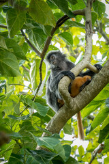 Thomas Langur with baby