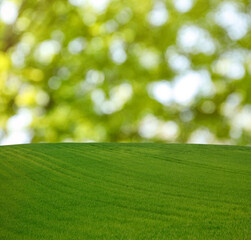 Fototapeta na wymiar Beautiful lawn with green grass on sunny day. Bokeh effect