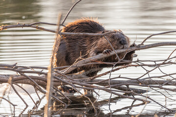 One beaver seen on the side of a lake in Yukon, Canada during spring time with branches, stick surrounding while chewing on wood. © Scalia Media