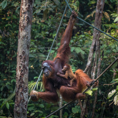 Orang Utan