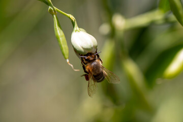 bee on a flower