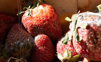 Strawberries with mold. Strawberry diseases and storage. Red ripe fruits picked from the field. Rotten overripe fruit close-up.