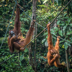 Orangutangs