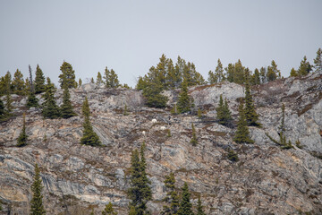 Wilderness rock face, cliff on the side of a mountain in Yukon Territory, Canada. Wild goats are...
