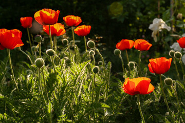 Naklejka premium Beautiful red poppy flowers outdoors on sunny day