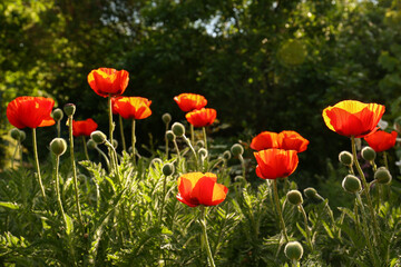 Beautiful red poppy flowers outdoors on sunny day