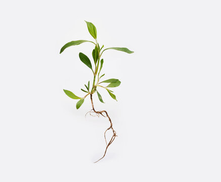 Young plant with roots on a white beckground