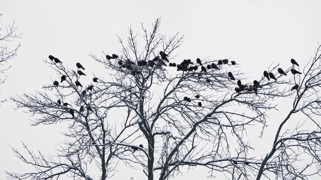A flock of black crows silhouetted against a winter sky sits on the bare branches of a tree. Eerie, gothic, and atmospheric, perfect for nature, and wildlife. mysterious or ominous mood