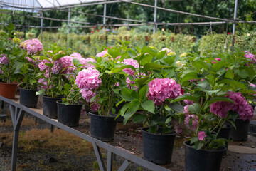 Fototapeta na wymiar Pink Hydrangea macrophylla, commonly referred to as bigleaf hydrangea, is one of the most popular landscape shrubs owing to its large mophead flowers.
