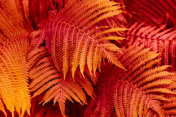red fern leaves, background or texture © Remigiusz Góra