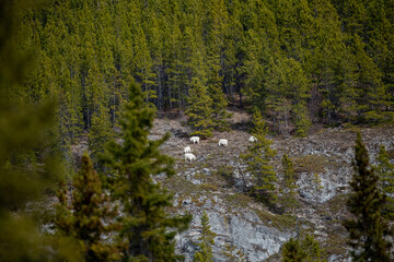 Wilderness rock face, cliff on the side of a mountain in Yukon Territory, Canada. Wild goats are seen in distance with white, arctic coat.