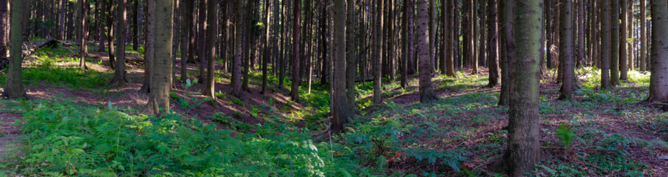 dark fir forest panorama photo
