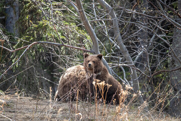 Mother and cub grizzly bear seen in the wild during spring time with boreal forest background, eating with blonde colored coat, fur.