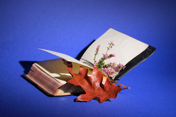 Dry red oak leaf in old book. Heather flowers. Purple paper background.Natural direct sunlight,...