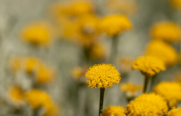 Yellow round shaped wildflower garden, close-up.