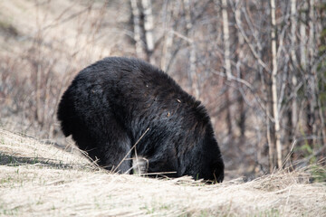 Wild black bear seen in spring time in northern Canada. 