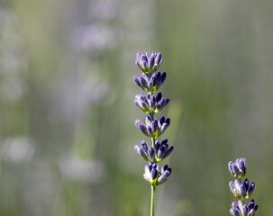 close up of a lavender