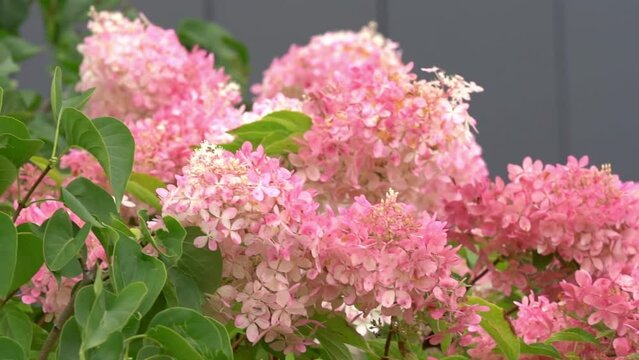 Hydrangea bushes are pink. In spring and summer, flowers bloom in the city street garden.Hydrangea macrophylla is a beautiful shrub of hydrangea flowers. High quality FullHD footage