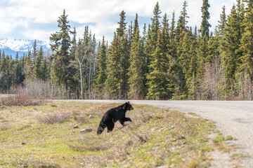 Wild black bear seen in spring time in northern Canada. 