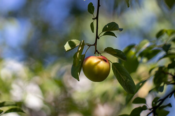 green apples on a tree