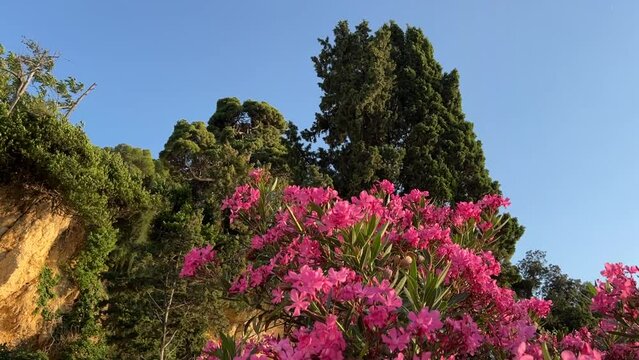 Beautiful pink oleander flowers in tropical garden against blue sky at summer.