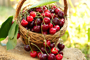 A basket of cherries