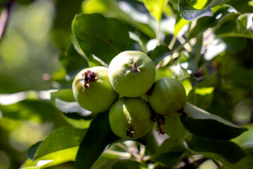 green apples on a tree