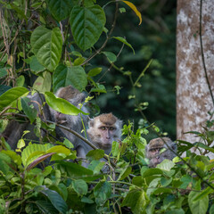 macaque hiding in tree