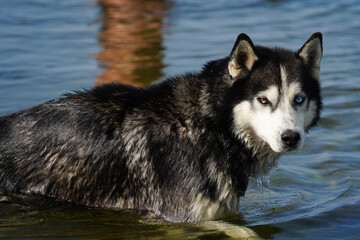 Husky in water