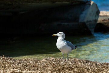 Portrait of a seagull on the seashore. Ukraine. Kinburn spit. Black Sea .