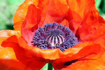 poppy flower