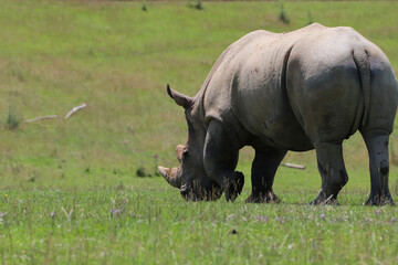 Fototapeta premium Rhinocéros blanc