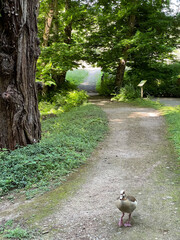 Allée promenade au parc