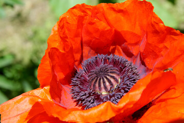 Red poppy