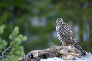 Northern goshawk (Accipiter gentilis) feeding on dead roe deer (Capreolus capreolus) in forest