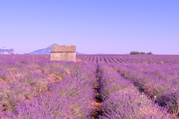 Cabane en pierre au milieu des champs de lavande sur le plateau de Valensole dans le Sud de la France - obrazy, fototapety, plakaty