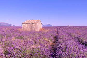 Cabane en pierre au milieu des champs de lavande sur le plateau de Valensole dans le Sud de la France