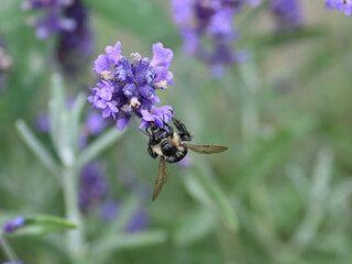bumblebee on purple flower