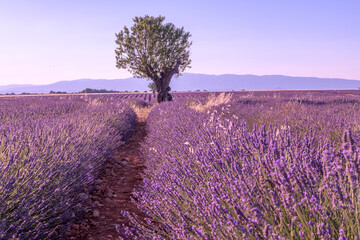 Arbre au milieu d'un champ de lavande sur le plateau de Valensole dans le Sud de la France