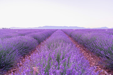 Fototapeta premium Beauté et couleurs d'un champ de lavande sur le plateau de Valensole dans le Sud de la France en été