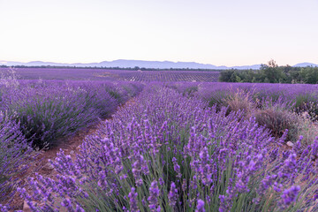 Fototapeta na wymiar Beauté et couleurs d'un champ de lavande sur le plateau de Valensole dans le Sud de la France en été