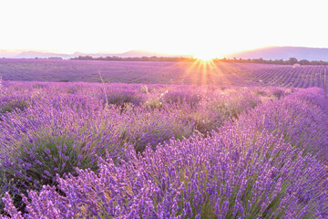 Coucher de soleil, beauté et couleurs sur un champ de lavande sur le plateau de Valensole dans le Sud de la France en été - obrazy, fototapety, plakaty
