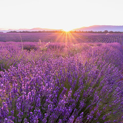 Fototapeta na wymiar Coucher de soleil, beauté et couleurs sur un champ de lavande sur le plateau de Valensole dans le Sud de la France en été