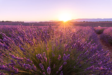 Fototapeta na wymiar Coucher de soleil, beauté et couleurs sur un champ de lavande sur le plateau de Valensole dans le Sud de la France en été