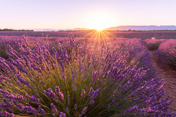 Coucher de soleil, beauté et couleurs sur un champ de lavande sur le plateau de Valensole dans le Sud de la France en été