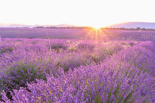 Coucher de soleil, beaut&eacute; et couleurs sur un champ de lavande sur le plateau de Valensole dans le Sud de la France en &eacute;t&eacute;